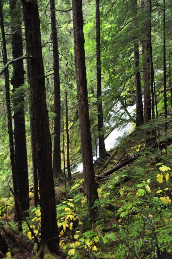 A verdejante rain forest de Sitka, no sudeste do Alaska